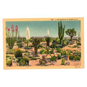 Varieties Of Desert Cacti Vintage Postcard Western Publishing Los Angeles CA